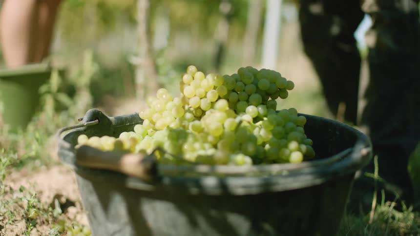 Green grapes being harvested and placed in a bucket on a vineyard