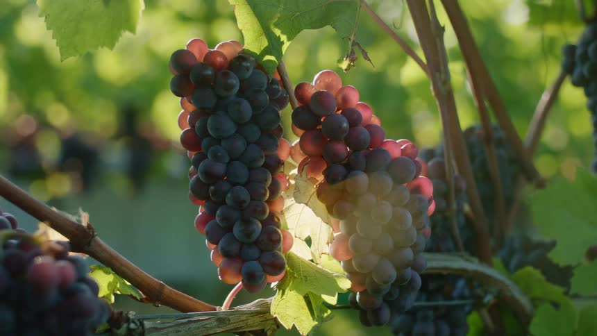 Grapes are hanging from a tree