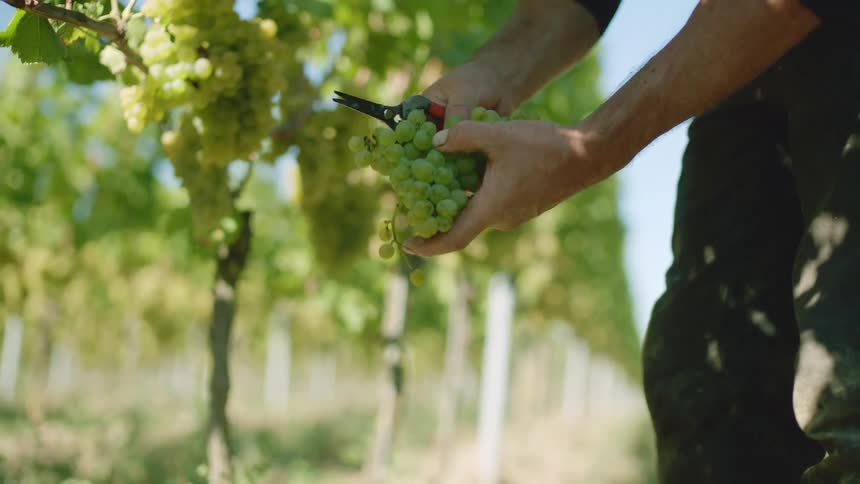 Green grapes being harvested in a vineyard