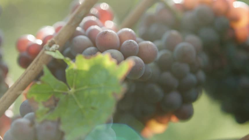Red grapes on a vine at daytime