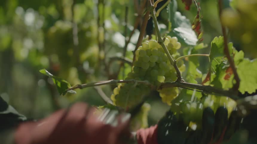 Green grapes being pruned from a branch in a vineyard