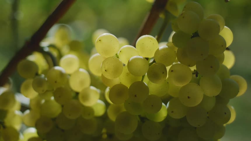 Grapes are on a vine outdoors in spring