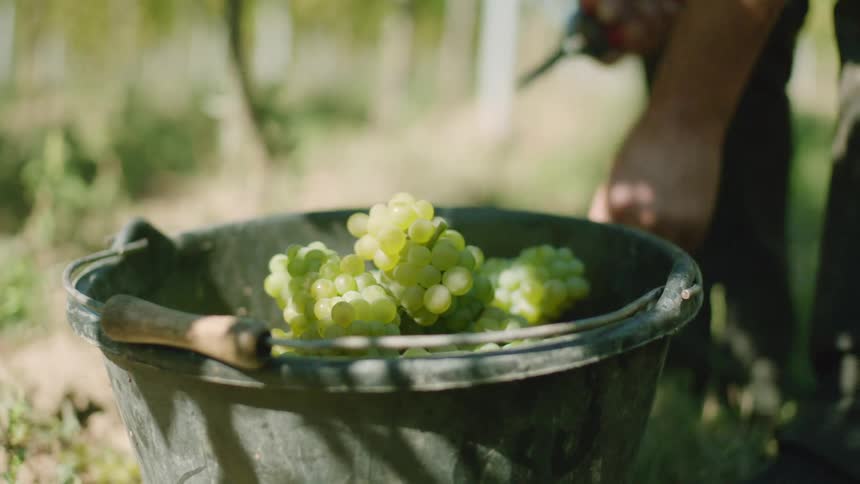 A person clips and places green grapes into a bucket after picking in a vineyard