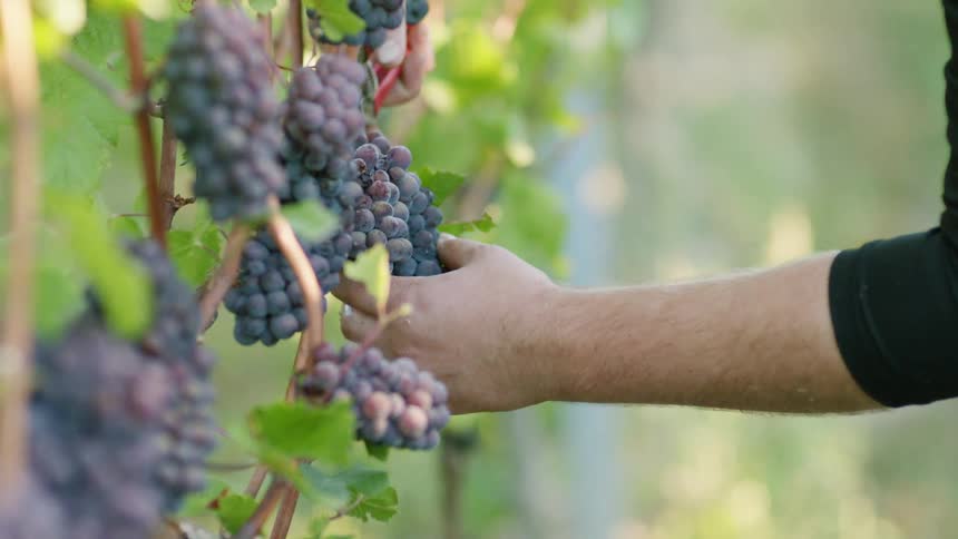 A person cuts a bunch of grapes off a vine