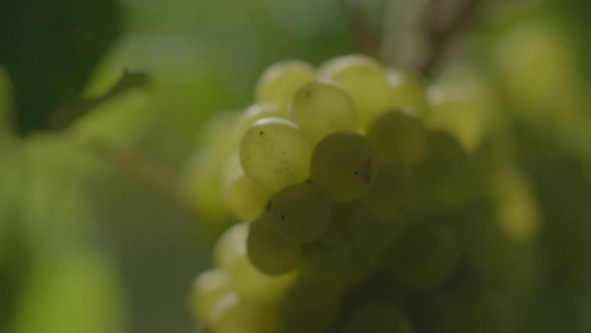 A bunch of grapes on the vine with leaves in the background
