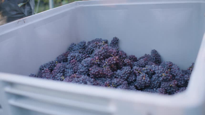 People pouring buckets of grapes into a bin with plants in the background