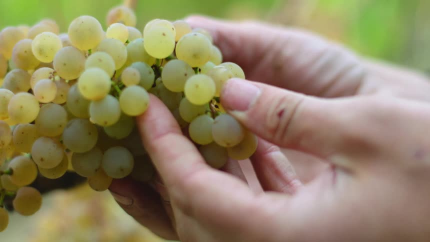 A person inspecting and picking green grapes from a vine