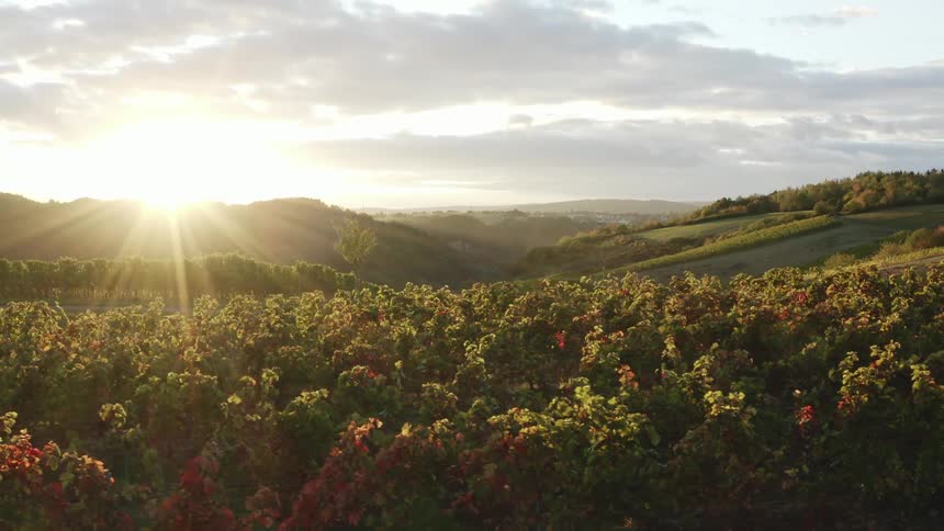 The sun shining over a rural vineyard in the summer