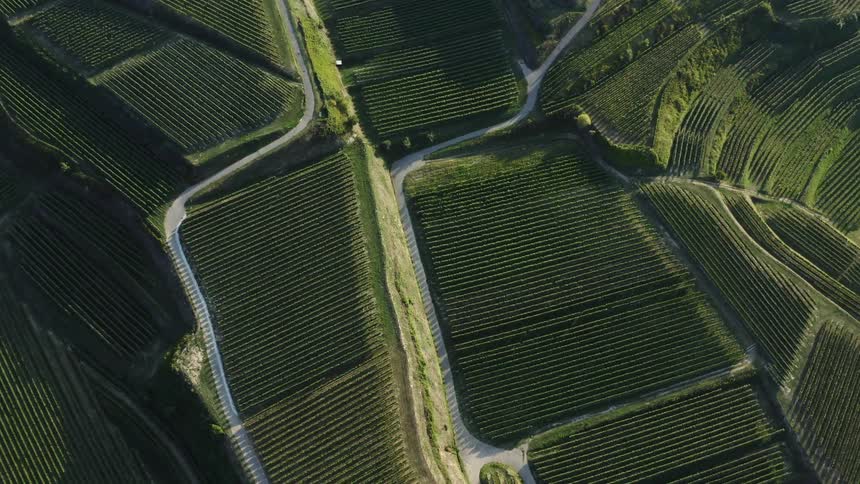 Rows of green plants on hills with paths and roads going through them