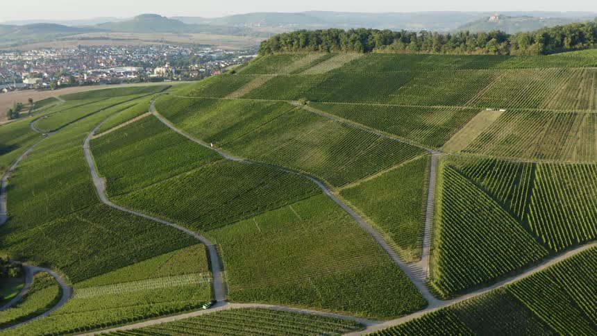 A large farm field with many rows of crops near trees and a city