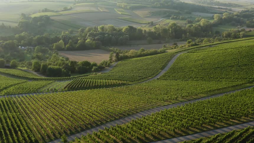 A field of many rows of crops and trees
