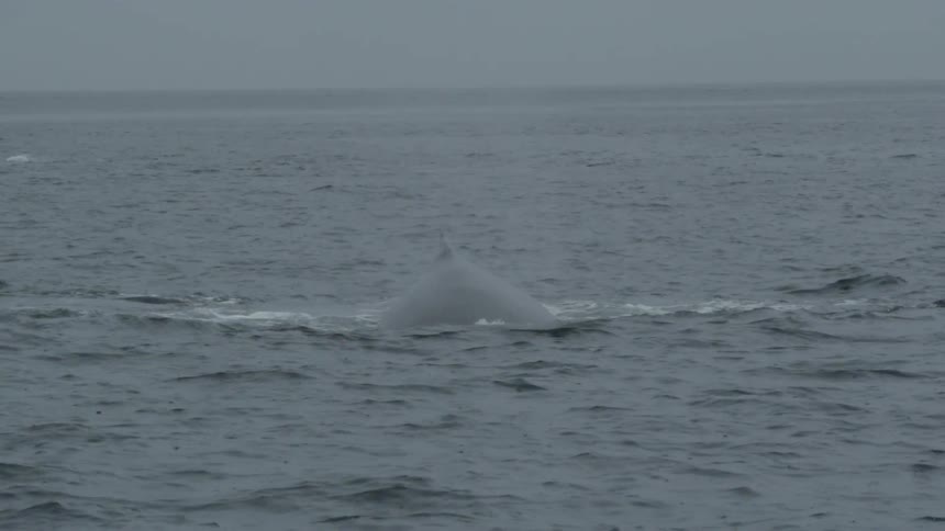 A whale swims in the ocean
