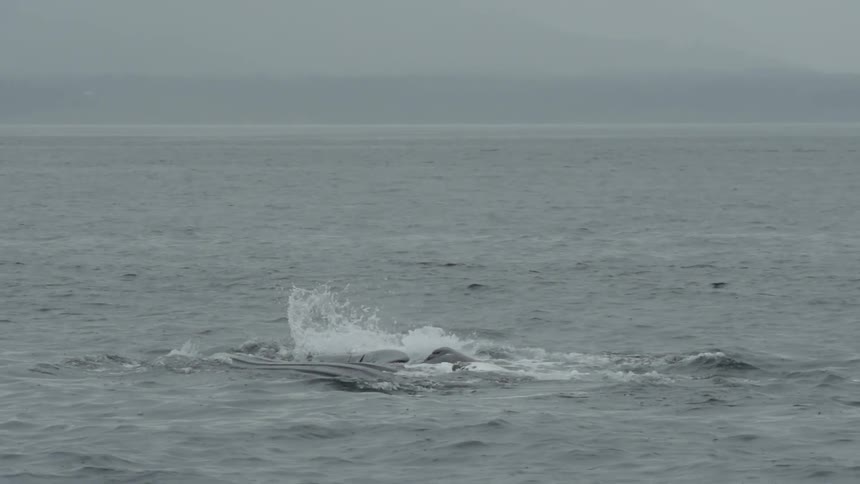 A large whale descends into the ocean