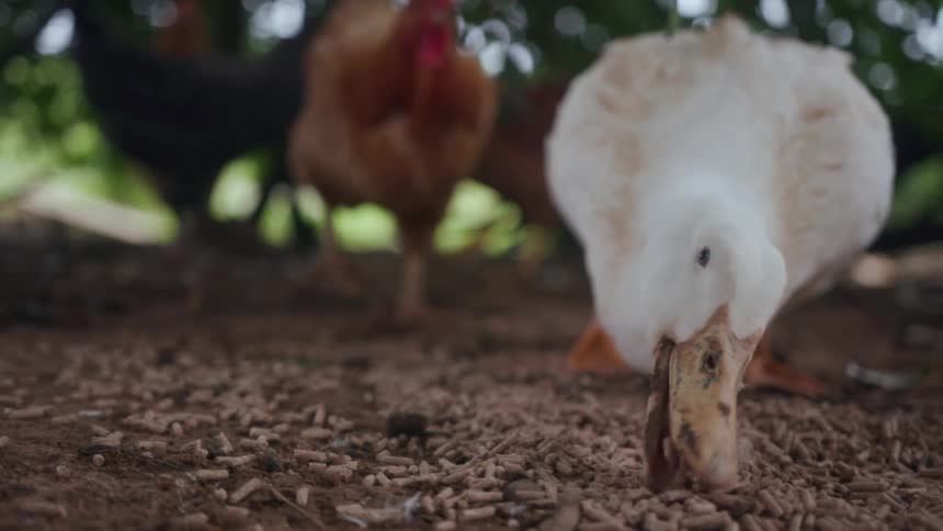 Duck eating pellets off the ground at a farm