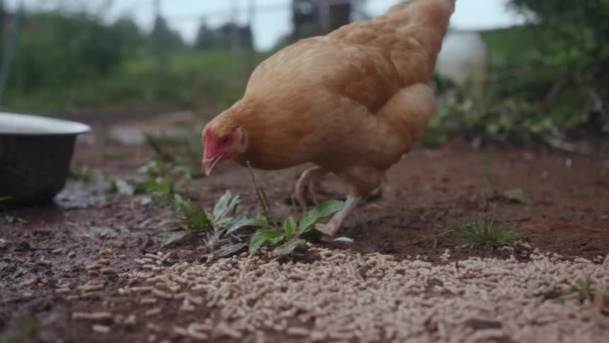 Close up of a chicken eating grains from the ground on a farm