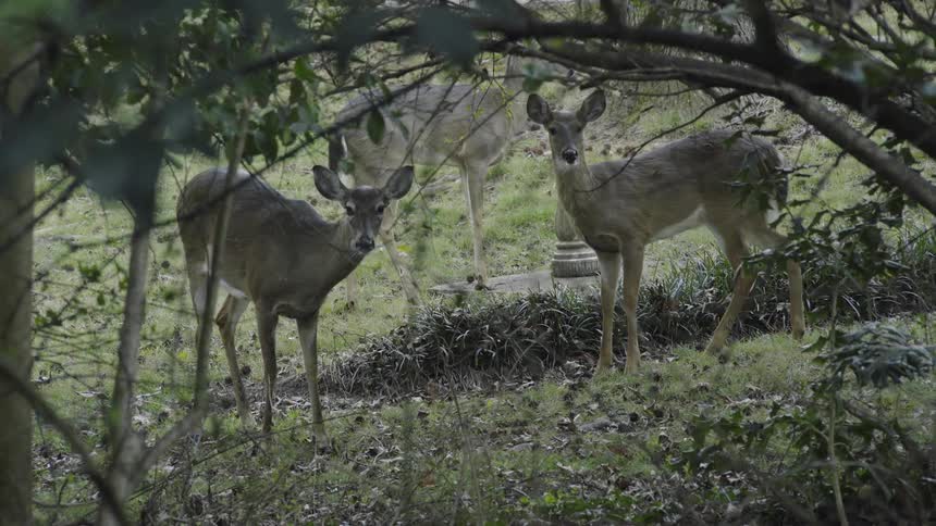 Three deer standing on grass nears trees