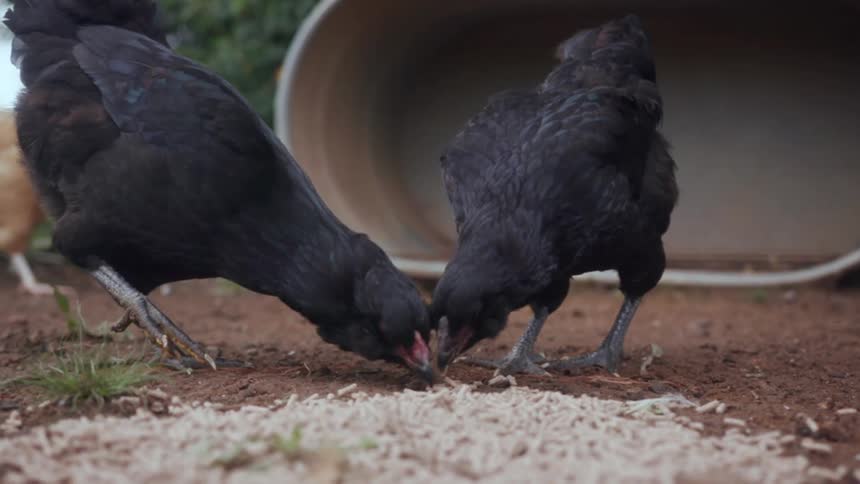 Chickens eating rice grains off the ground with trees in the background