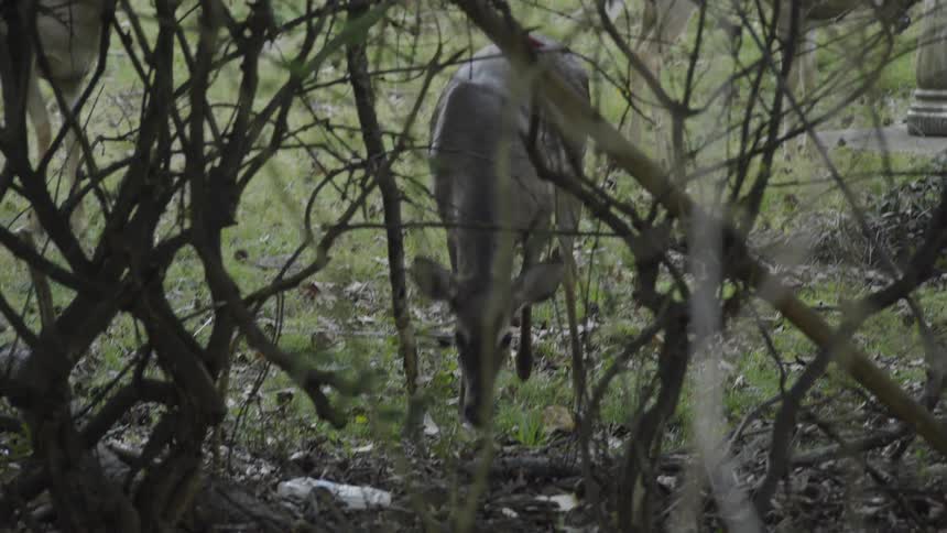 A group of deer are outdoors grazing on grass
