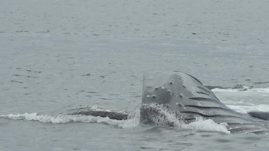 A whale turns over in the water