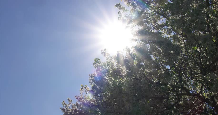 The sun shines on a tree