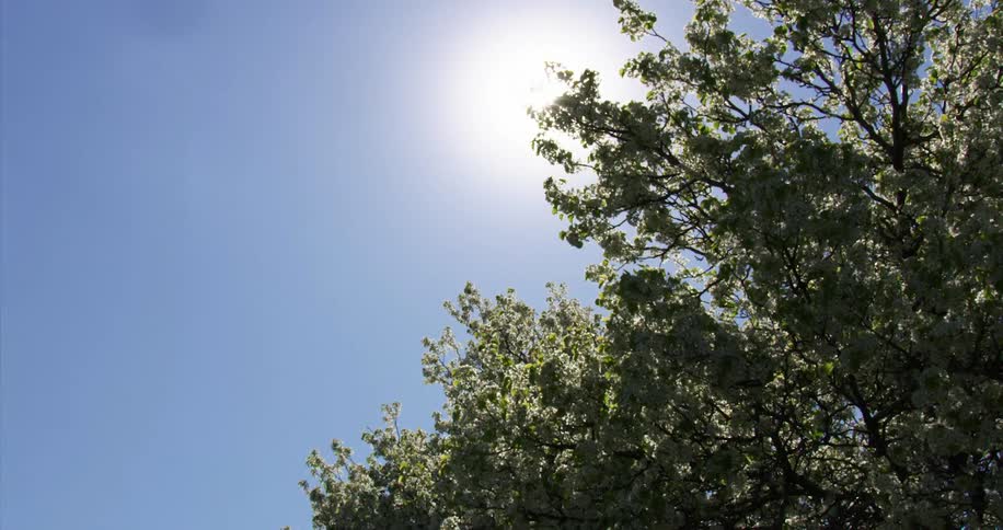 The sun shining down over a tree