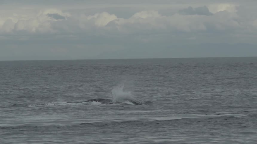 A whale slowly submerges in the ocean