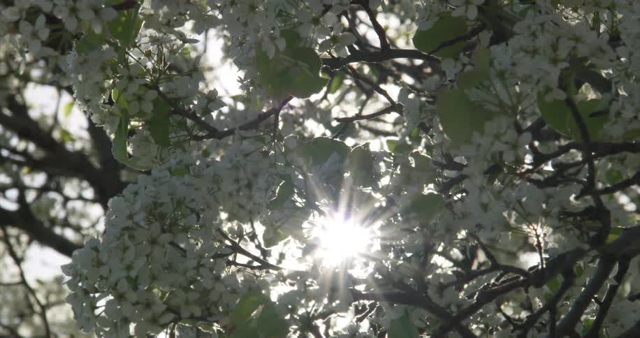 Sunlight filtering through the tree branches full of white flower bunches