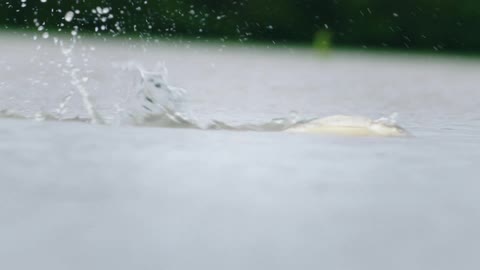 Slow motion shot of a fresh water fish swimming up stream across a flooded roadway in rural Iowa during spring floods