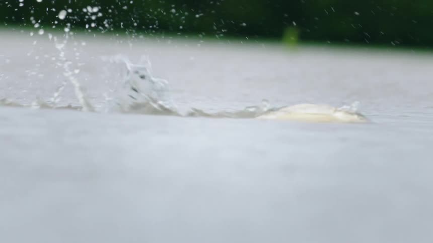 Slow motion shot of a fresh water fish swimming up stream across a flooded roadway in rural Iowa during spring floods