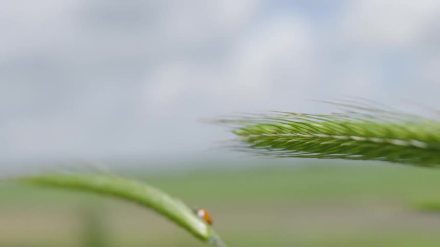Slow motion shot of a sole ladybug with red wings and black spots rides and waiving seed pods of wheat grass blowing in the wind on a cloud and blustery day in the midwest
