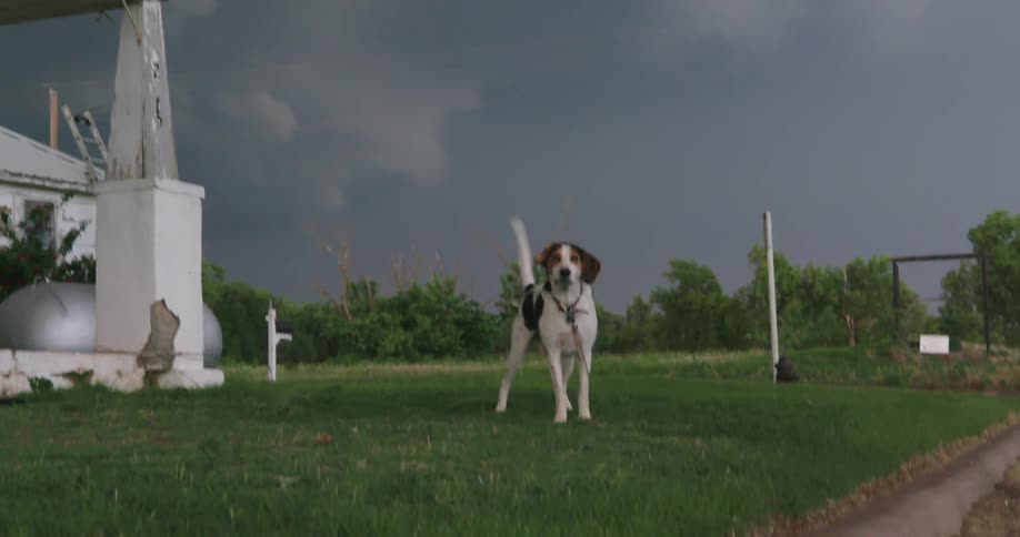 Dog barking joyfully playing on the front lawn grass in a small town with a huge supercell severe thunderstorm that produced a tornado in the background