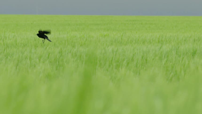 Slow motion shot of a Red winged blackbird lifting off and taking flight from a vast field of wheat as a severe thunderstorm builds on the horizon