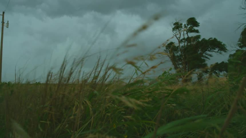 Real time shot of tall meadow grass furiously blowing in the wind as a big super cell storm approaches