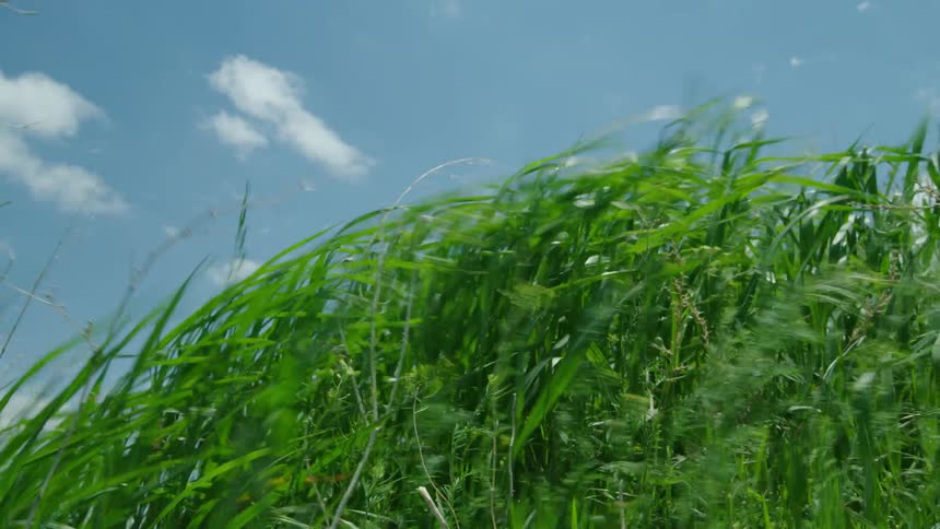 Close up of grass blades blowing in the wind with a blue sky and white wispy clouds in the background