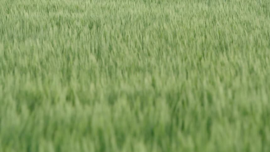 Real time shot of wheat grass blowing and waiving in the afternoon wind just before a severe thunderstorm strikes the area