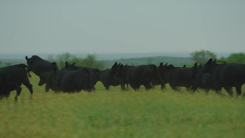 Real time shot of spooked cattle stampeeding after a large thunder clap startled them just after a lightning strike