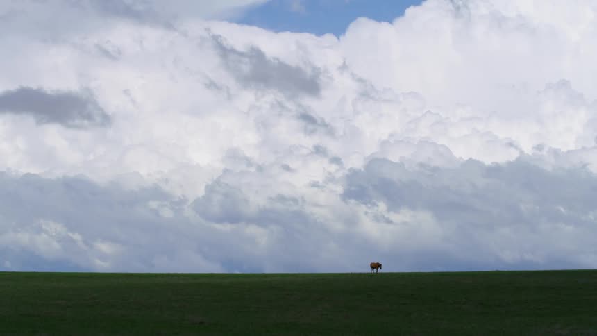 Real time shot of a brown horse grazing with massive cumulous nimbus clouds building on the horizon