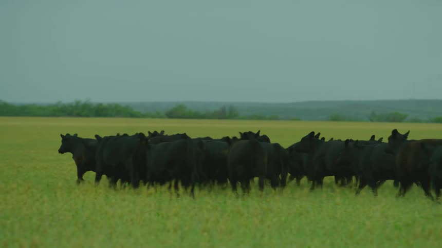 A lightning strike and immediate thunder clap startles a herd of cattle as they begin to run way from the camera as a severe thunderstorm builds