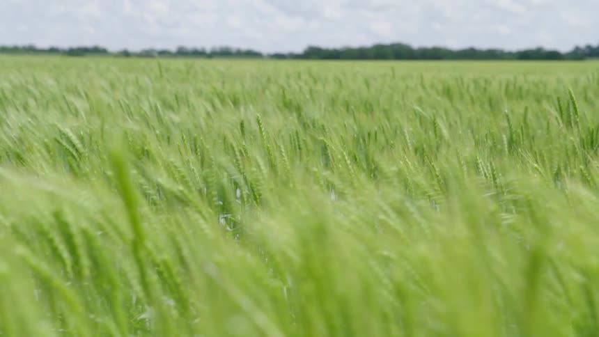Real time shot of thousands of wheat seed heads blowing in the wind on a blustery stormy day along a field in Kansas