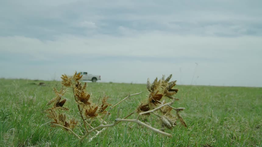 Slow motion shot of a truck passing in front a dried up and yellow seed pod plant in rural America as a utility worker inspects irrigation systems