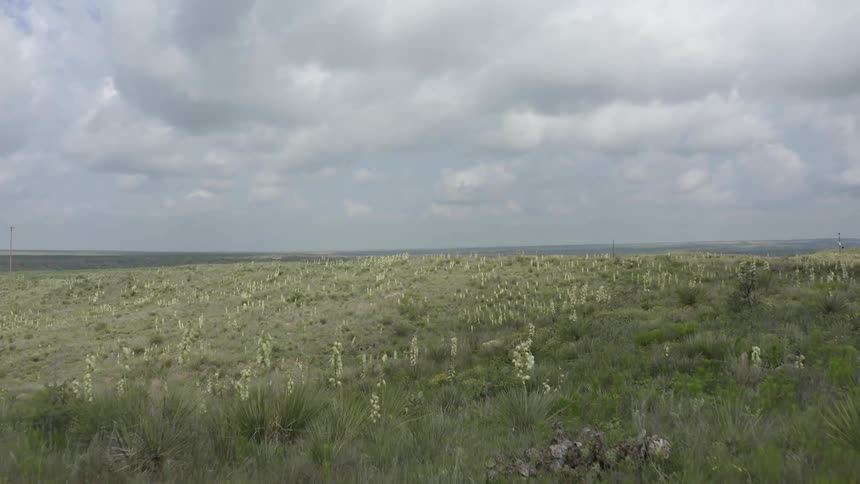 The camera pushes through blooming yucca plants revealing a vast meadow prairie of green grass and blooming yucca on the horizon in west Texas