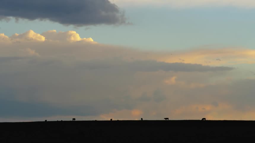 Silhouette of man cows walking on a hill after the sun has set illuminating a far away thunderstorm