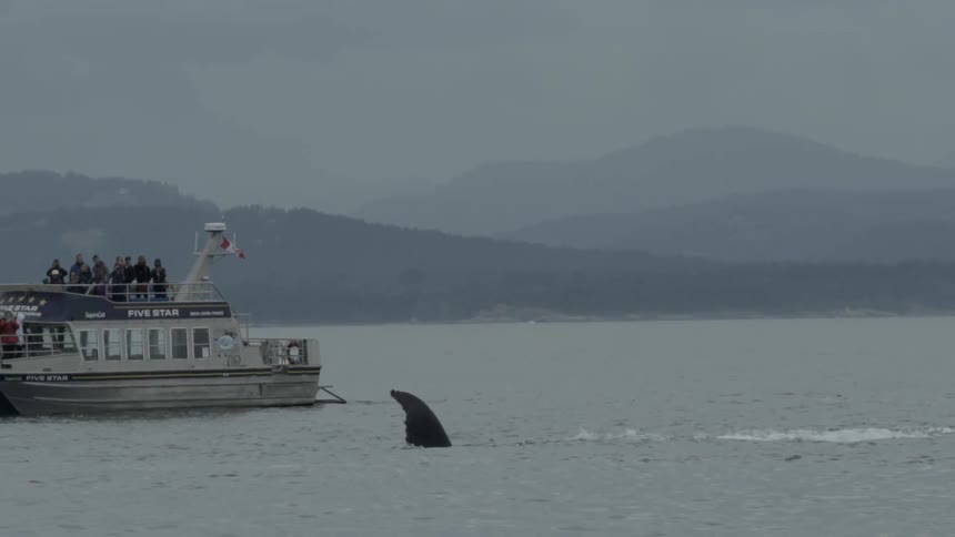 A whale swims by a boat on the ocean
