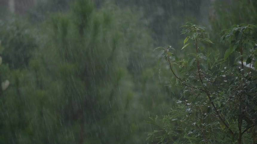 Rain falling on bushes and trees