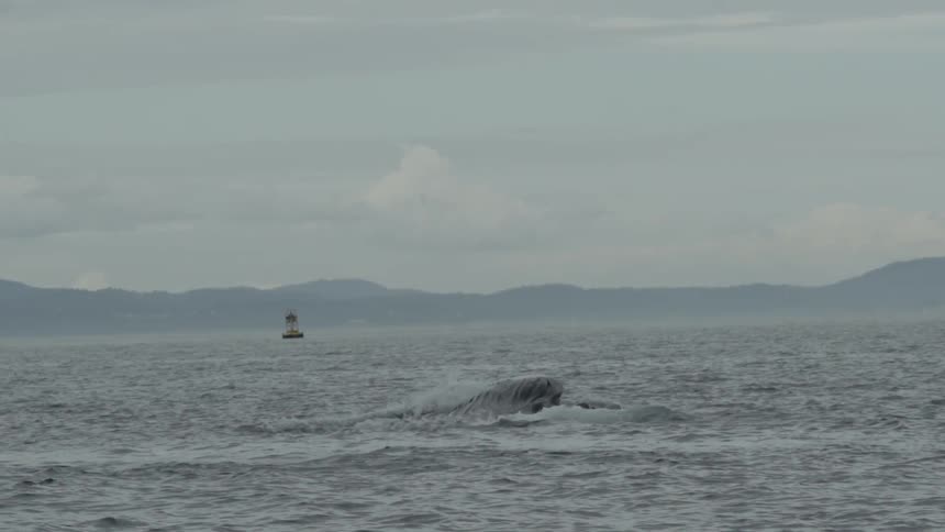 Whale descending after breaching the waters