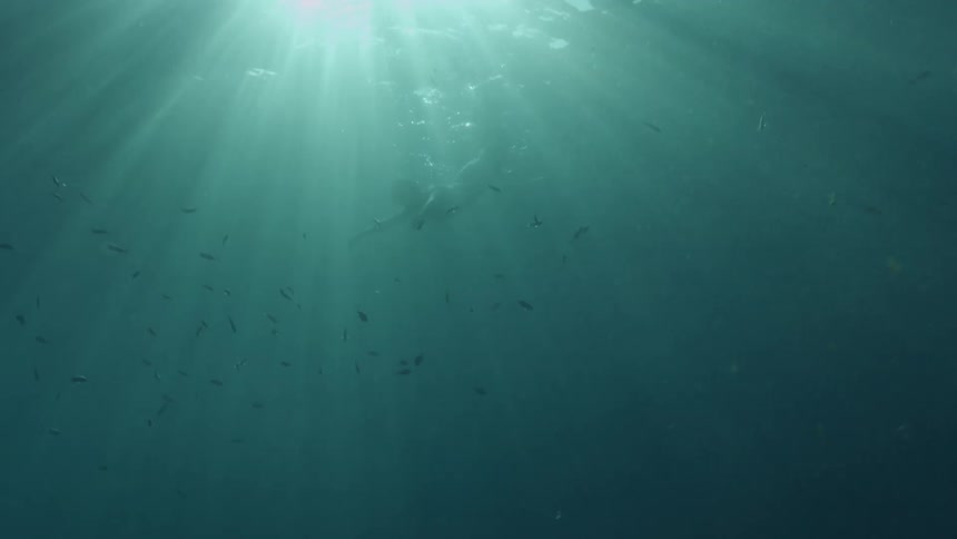 A person is swimming under the water
