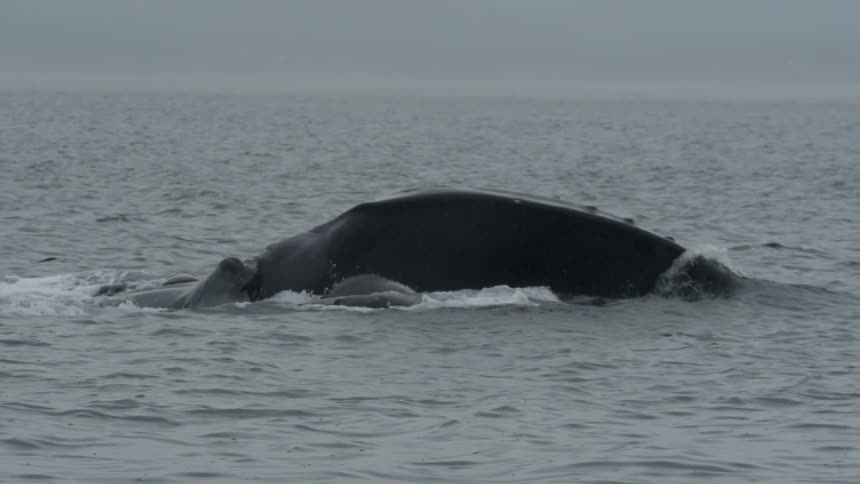 A whale flips in the water