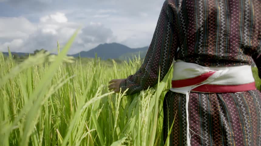 A woman is walking past tall grass touching all the blades