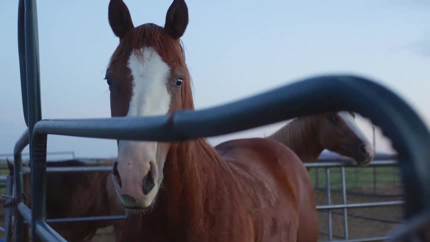 Two horses stand outside in an enclosure lined by a metal fence