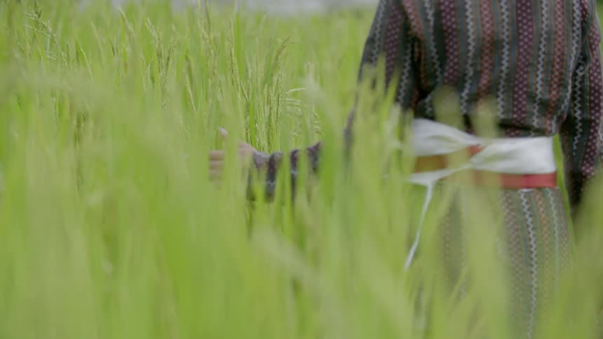 A person walks in some high grass touching it as they pass